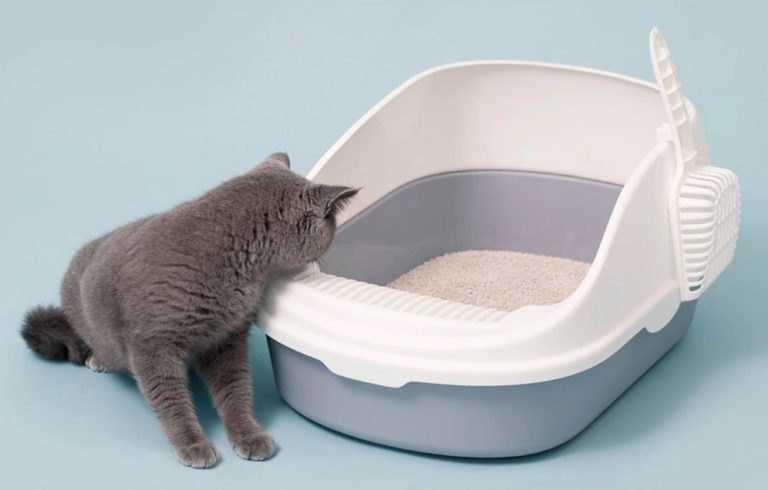 caixa de areia para gatos