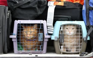 Caixa para transportar gatos
