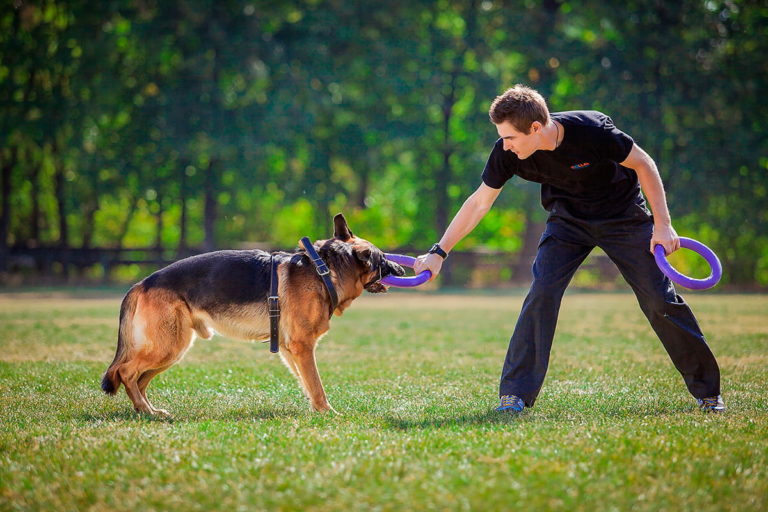 treinamento de cães