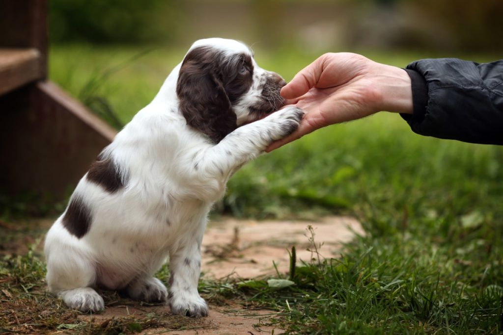 treinamento de cães dando a pata