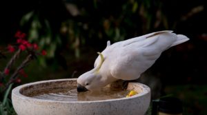 cacatua